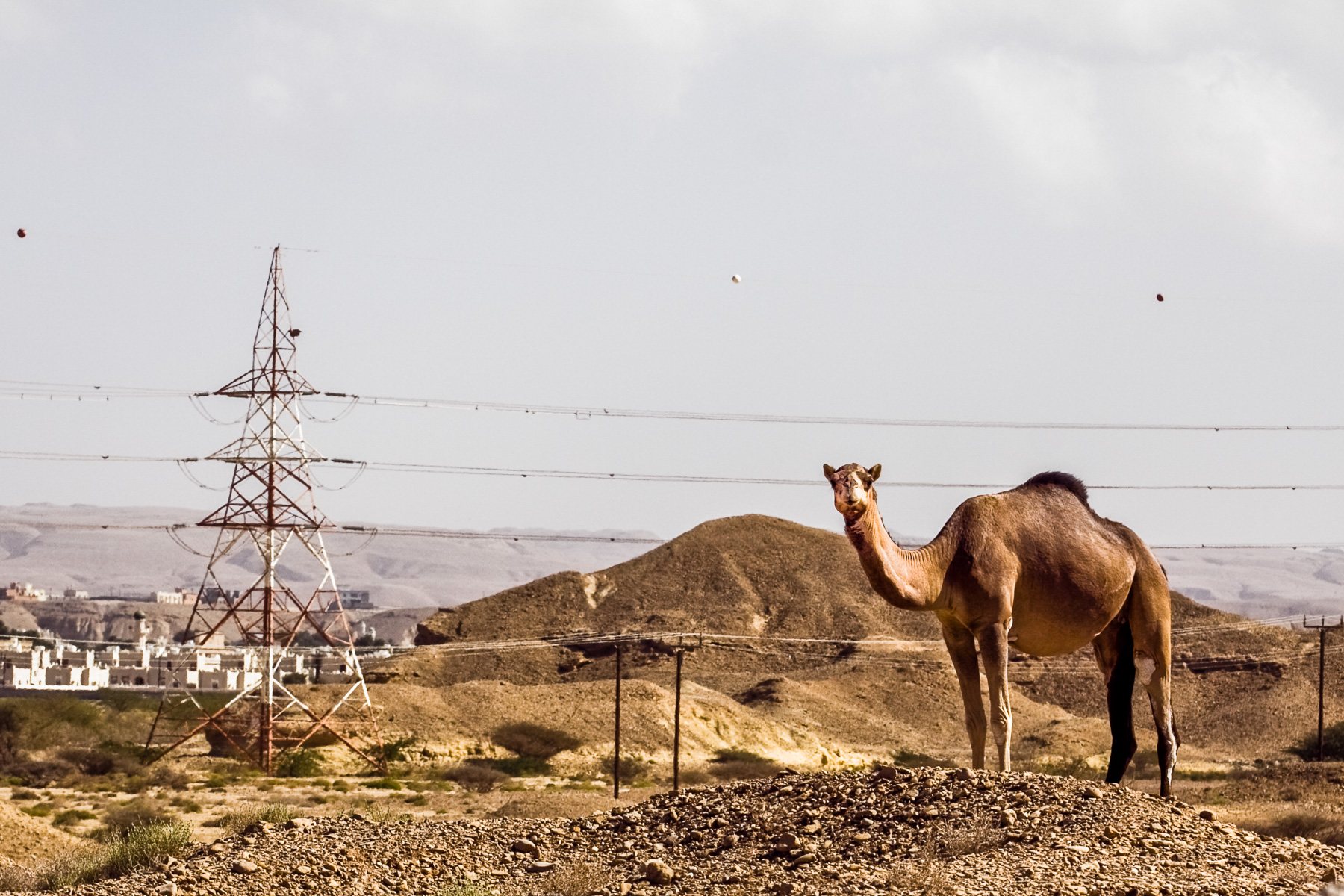 hyperfocale-daniel-fine-lyon-animal-104.jpg Dromadaire prenant la pose devant Wahiba Sands - Oman animal
